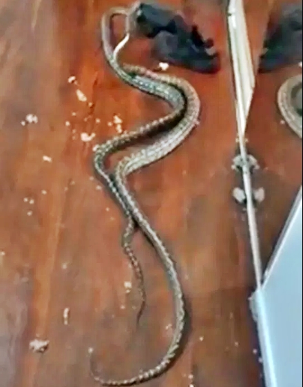 What A Shocking Moment! Two Pythons Dropped Through Ceiling While Fighting Over Female Snake [Photos/Video]