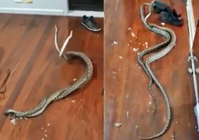 What A Shocking Moment! Two Pythons Dropped Through Ceiling While Fighting Over Female Snake [Photos/Video]