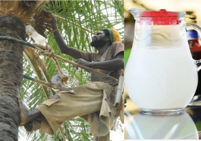 2 Health Effects of Palm Wine On Male and Female Fertility [Must See]