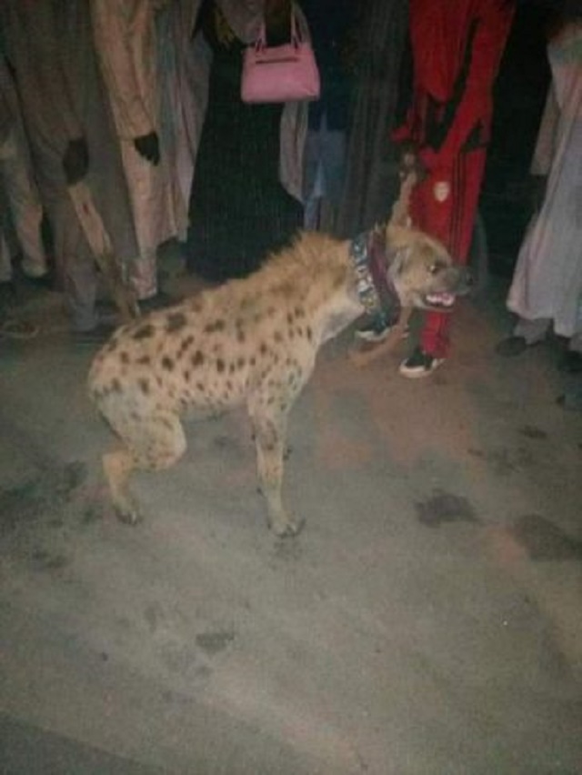 Strayed Hyena Arrested In Kano, Detained At Police Station [Photos]