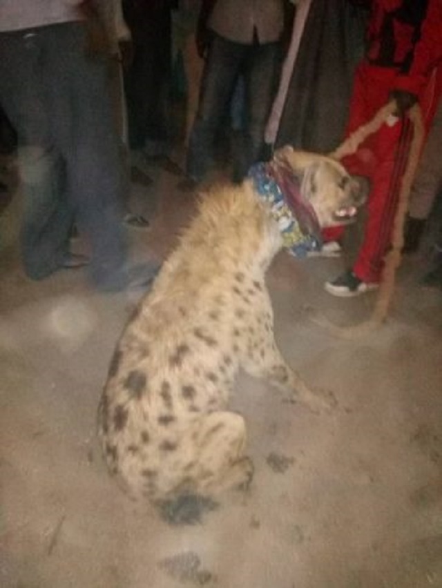 Strayed Hyena Arrested In Kano, Detained At Police Station [Photos]