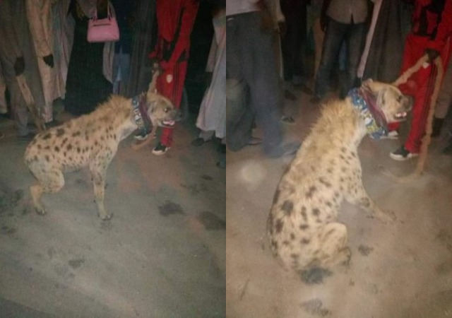Strayed Hyena Arrested In Kano, Detained At Police Station [Photos]