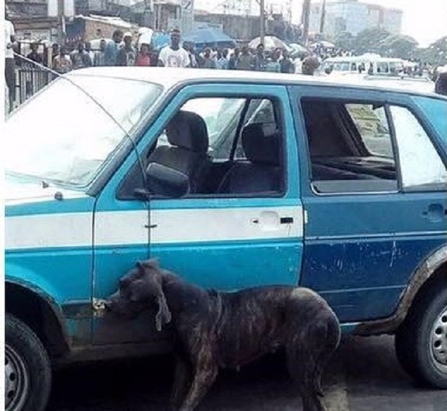 Man Physically Changed To a Dog after Alighting From His Car in Port Harcourt [Photos]