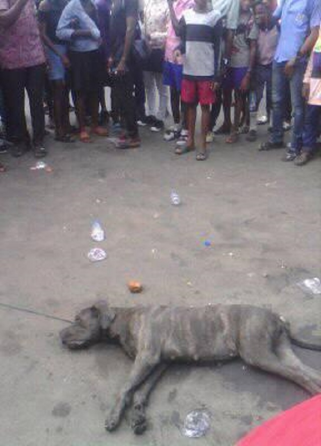 Man Physically Changed To a Dog after Alighting From His Car in Port Harcourt [Photos]