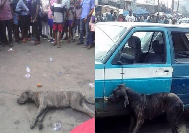 Man Physically Changed To a Dog after Alighting From His Car in Port Harcourt [Photos]