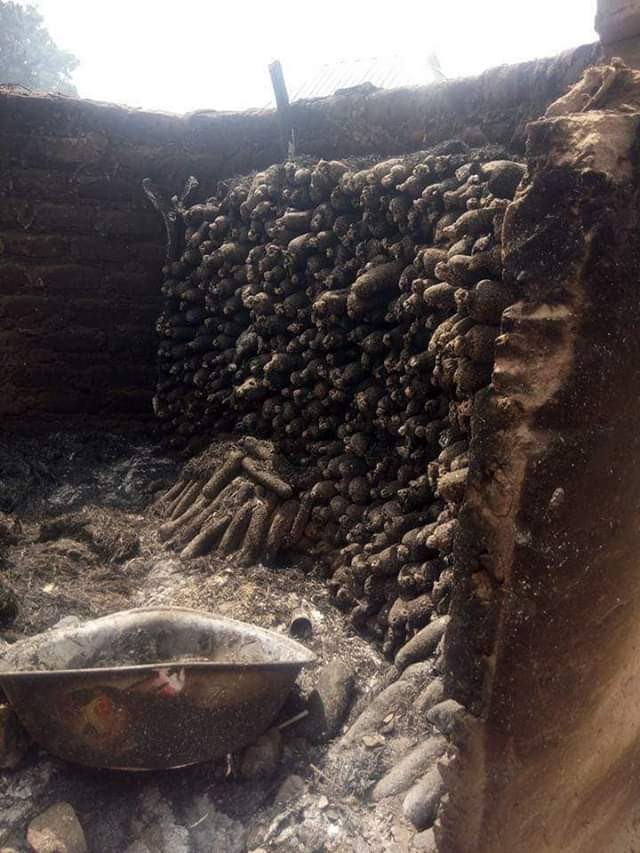 Sad! Unknown Persons Destroy Hundreds of Yam Tubers in Benue Last Night [Photos]