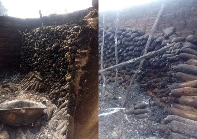 Sad! Unknown Persons Destroy Hundreds of Yam Tubers in Benue Last Night [Photos]