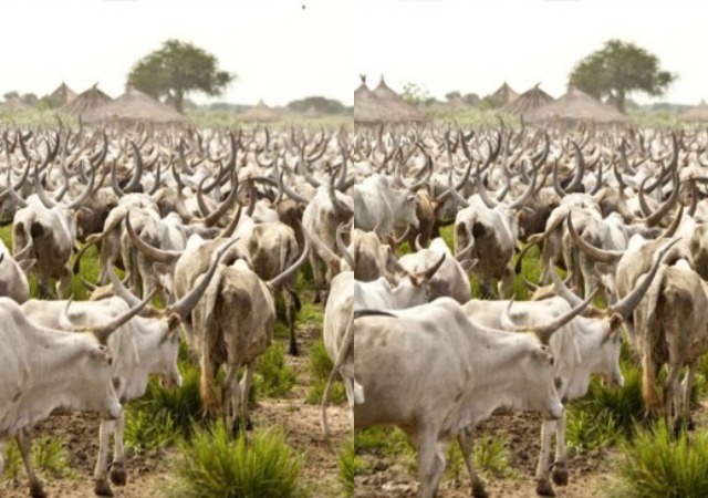 Cows may cost N2m each if Lagos passes anti-grazing bill - Miyetti Allah