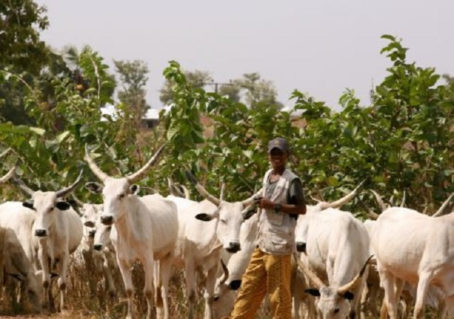 Herdsmen Don’t Carry Arms - Miyetti Allah