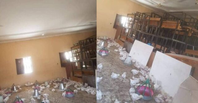 No Hope For Students As Borno Classroom Transformed Into A Poultry Farm
