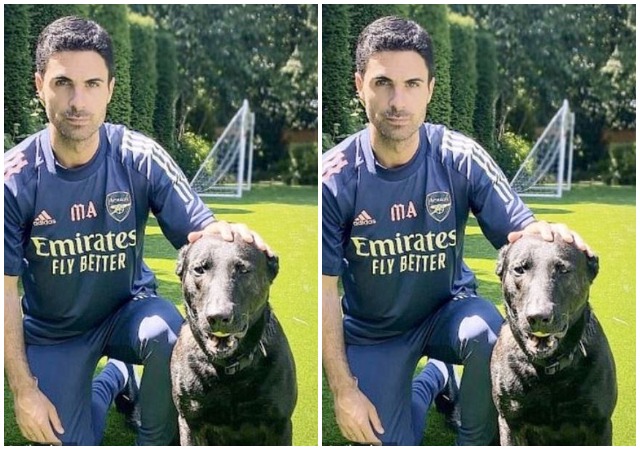 Mikel Arteta Spends £20,000 On A Guard Dog After Winning The FA CUP