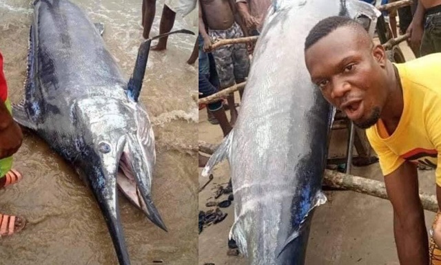 Man Catches Blue Marlin Fish Worth $2.6M, Instead Of Selling, He Eat It with Village Friends