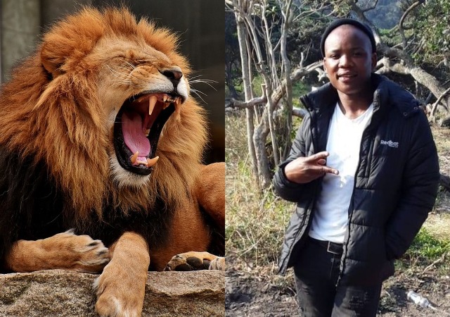 Tears as Two Lions Eats Ranger Alive While Tracking Cheetahs for Rich Tourists