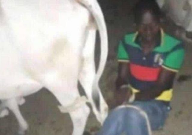 Man Caught Having S@x With A Cow