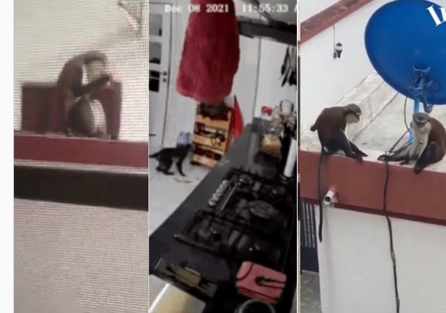 Sapademic: Lekki Residents Lament As Hungry Monkeys Invade Homes to Steal Food [VIDEO]