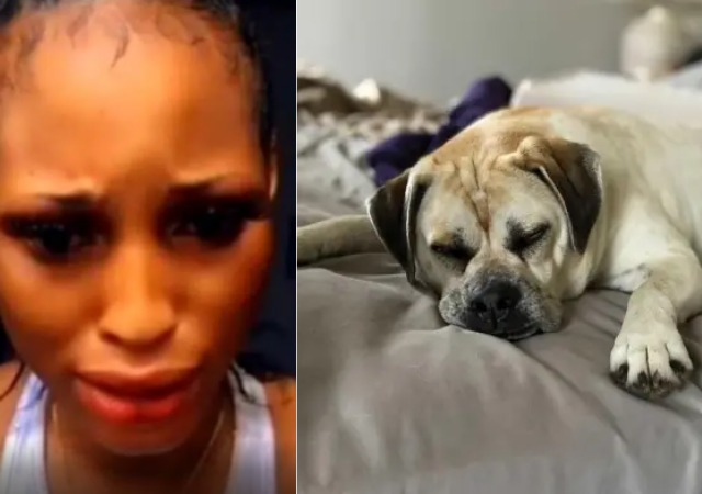 Girls Sleeping With Dogs: Police Begins Haunt for Lady Who Claimed She Was Paid N1.7m to Sleep with Dog