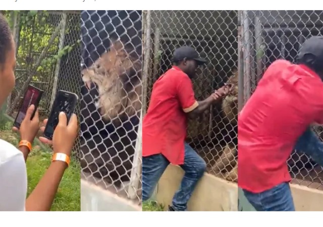 Zoo Attendant Trying To Impress Tourists By Placing His Finger In A Lion’s Mouth Pays The Ultimate Price By Leaving Without The Finger [VIDEO]