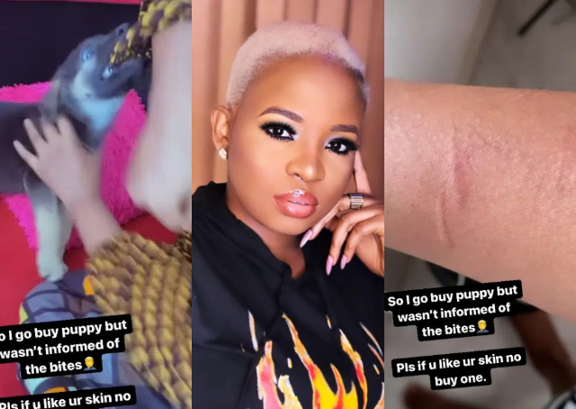 "This one no be puppy oo,na agbalagba"- Reactions as BBN’s Cindy shows off bite marks her newly purchased dog left on her [Video]