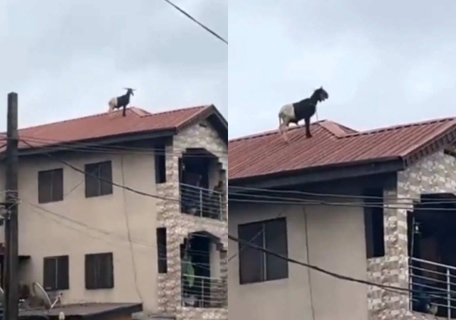 “I believe Sabinus taught this ram a smart move in turns of danger"- Reactions to video of Sallah ram on top of 2-storey building