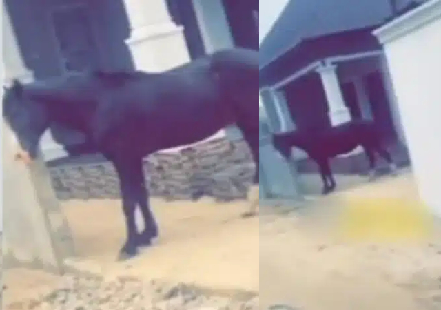 “I don park my motor” – Man reportedly acquires horse amidst petrol price hike [Video]