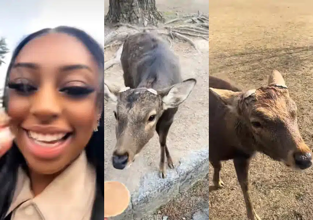 “Everyone in Japan is polite, even animals” - Japan-based Nigerian lady shares the moment a Japan deer bow to greet her