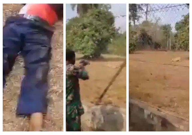 OAU Lion kills zookeeper while being fed in a video