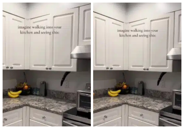 “Imagine walking into your kitchen and seeing this” - Woman videos her cat skillfully stealing bread from cabinet
